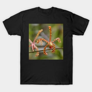 Epidendrum Orchid T-Shirt